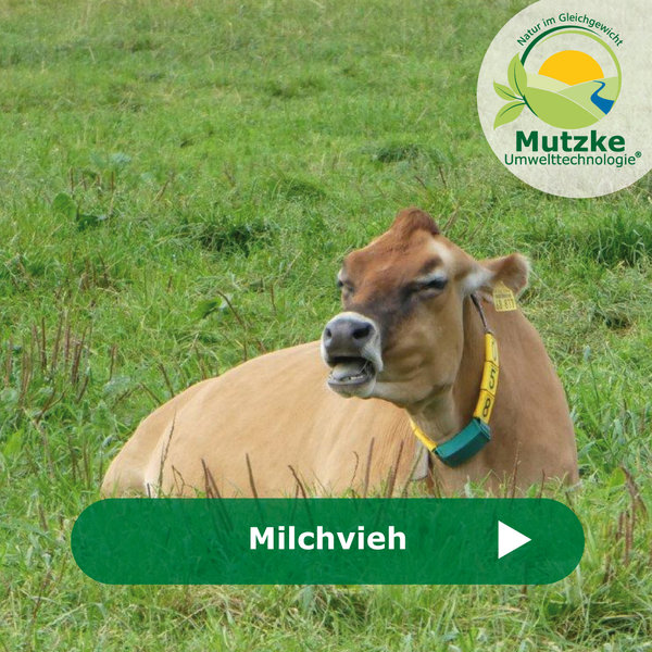 Mutzke Milchvieh